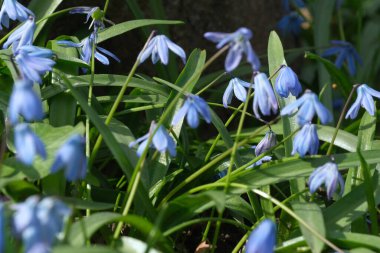 Mavi kar damlası (BlueBell) veya bir zambak ailesi olan Scilla, umudun, mutluluğun, gençliğin ve güzelliğin bir sembolüdür.