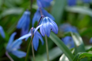 Mavi kar damlası (BlueBell) veya bir zambak ailesi olan Scilla, umudun, mutluluğun, gençliğin ve güzelliğin bir sembolüdür.