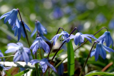 Mavi kar damlası (BlueBell) veya bir zambak ailesi olan Scilla, umudun, mutluluğun, gençliğin ve güzelliğin bir sembolüdür.