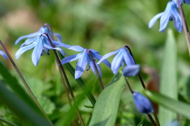 Mavi kar damlası (BlueBell) veya bir zambak ailesi olan Scilla, umudun, mutluluğun, gençliğin ve güzelliğin bir sembolüdür.