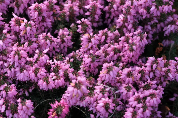 분홍빛작은 꽃들은 정원에서 매크로 사진을 찍으며 피어나고 — 스톡 사진