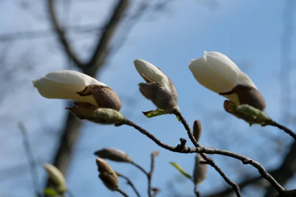 stock image White magnolias bloom on a warm spring sunny day close-up