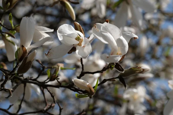 Witte Magnolia Bloeien Een Warme Lente Zonnige Dag Close — Stockfoto