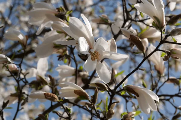 Fehér Magnóliák Virágoznak Egy Meleg Tavaszi Napsütéses Napon Közelkép — Stock Fotó