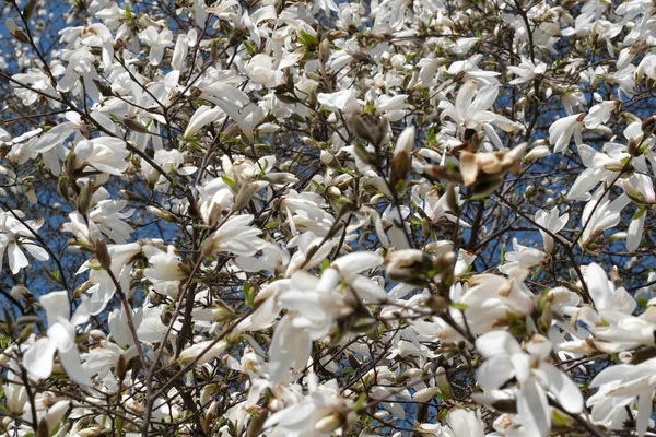 Bílé Magnólie Kvetou Teplém Jarním Slunném Dni Zblízka — Stock fotografie