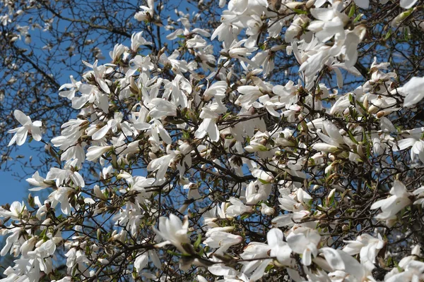 stock image White magnolias bloom on a warm spring sunny day close-up