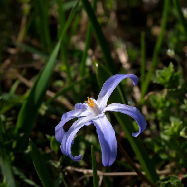 Μπλε Ανοιξιάτικα Λουλούδια Ανθίζουν Στο Δάσος Ανάμεσα Στα Δέντρα Μια — Φωτογραφία Αρχείου
