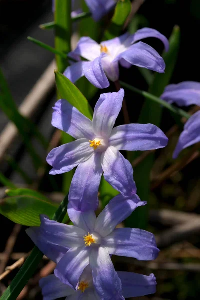 Μπλε Ανοιξιάτικα Λουλούδια Ανθίζουν Στο Δάσος Ανάμεσα Στα Δέντρα Μια — Φωτογραφία Αρχείου