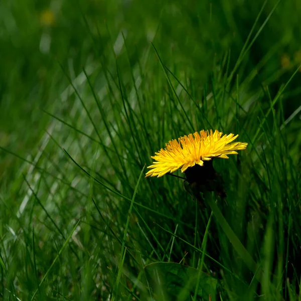 黄色的蒲公英在一个阳光灿烂的春日在草地上绽放 — 图库照片