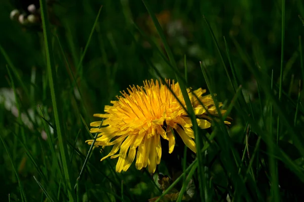 黄色的蒲公英在一个阳光灿烂的春日在草地上绽放 — 图库照片