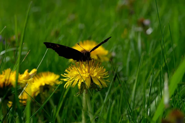 Gele Paardebloemen Bloeien Een Zonnige Lentedag Een Weiland Het Gras — Stockfoto