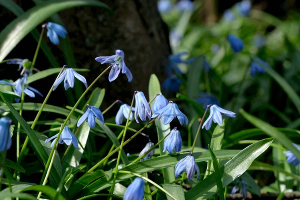 Das Blaue Schneeglöckchen Bluebell Oder Scilla Eine Lilienfamilie Ist Ein — Stockfoto
