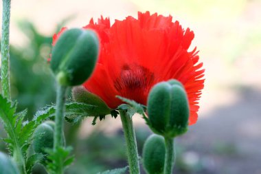 Poppy dekoratif parlak güzel çiçek yakın çekim makro fotoğrafçılık. Park ve bahçe işlemeli bitkiler..