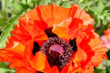 Poppy dekoratif parlak güzel çiçek yakın çekim makro fotoğrafçılık. Park ve bahçe işlemeli bitkiler..