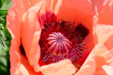 Poppy dekoratif parlak güzel çiçek yakın çekim makro fotoğrafçılık. Park ve bahçe işlemeli bitkiler..