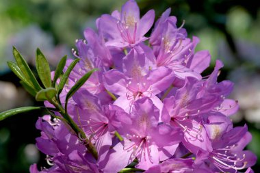 Güneşli bir yaz gününde çiçek açan çalı çalısı. Park ve bahçe süslemeleri işlenmiş çalılar..