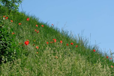 Mavi gökyüzünün altında çimlerle kaplanmış yeşil tepe, güneşli bir yaz gününde açan kırmızı gelincikli bulutlar.