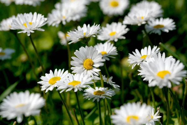 Bonita Flor Planta Imagem Florescendo Margaridas Perto Verão Brilhante Dia — Fotografia de Stock