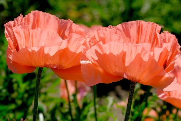 ポピー装飾明るい美しい花のクローズアップマクロ写真 公園や庭園の装飾栽培植物 — ストック写真