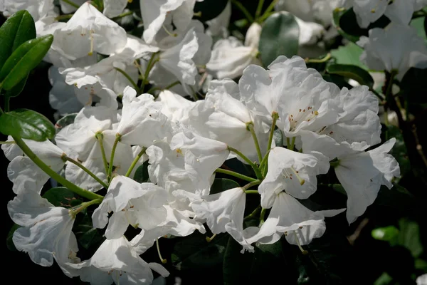 stock image Blooming rhododendron bush on a bright sunny summer day. Park and garden ornamental cultivated shrubs.