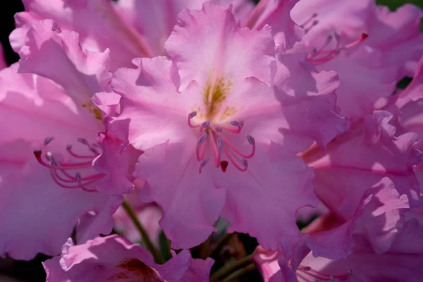 Arbusto Rododendro Florescente Dia Verão Ensolarado Brilhante Parque Jardim Arbustos — Fotografia de Stock