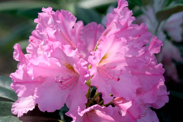 Blooming Rhododendron Bush Bright Sunny Summer Day Park Garden Ornamental — Stock Photo, Image