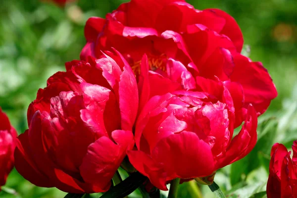 Krásná Květina Rostlina Obrázek Kvetoucí Pivoňka Zblízka Makro Fotografie — Stock fotografie
