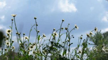 Güneşli bir havada gün boyunca açan papatyaların ekran koruyucu videosu