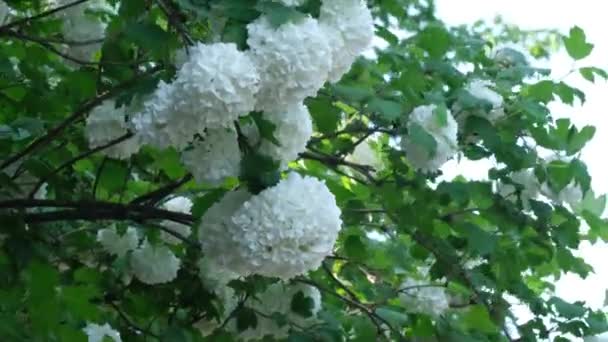 Virágzó Vibrátor Közös Fajta Buldenezh Hógolyó Dísznövény Virágzó Évelő Cserje — Stock videók