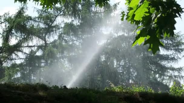 Irrigação Jato Parque Público Plantas Herbáceas Arbustos — Vídeo de Stock