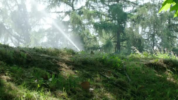 Jet Irrigazione Parco Pubblico Piante Erbacee Arbusti — Video Stock