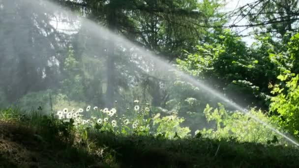 Jetbevattning Offentlig Park Örtartade Växter Och Buskar — Stockvideo