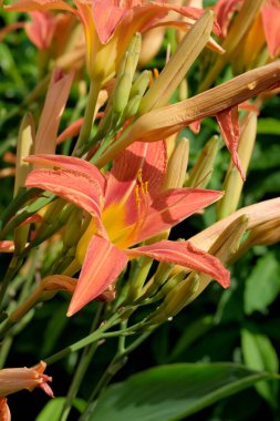 Yaz dekoratif çiçekleri parlak güneşli bir günde çiçek açar.