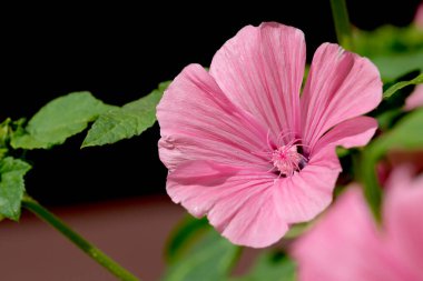 Yaz dekoratif çiçekleri parlak güneşli bir günde çiçek açar.