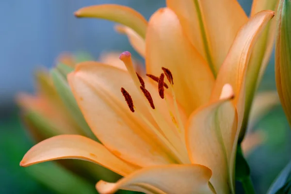 Nyári Dekoratív Virágok Virágzik Város Virágágyás Egy Fényes Napsütéses Napon — Stock Fotó