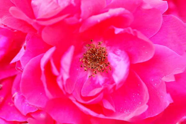 Sommer Dekorative Blumen Blühen Der Stadt Blumenbeet Einem Strahlend Sonnigen — Stockfoto