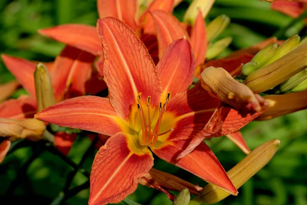 stock image Summer decorative flowers bloom in the city flower bed on a bright sunny day close-up