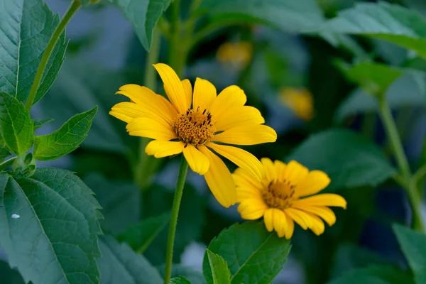 Lato Dekoracyjne Kwiaty Kwitną Mieście Kwiat Łóżko Jasny Słoneczny Dzień — Zdjęcie stockowe
