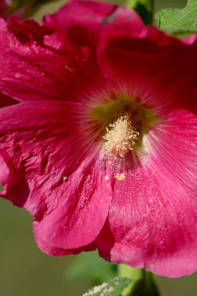 Літні Декоративні Квіти Цвітуть Міській Клумбі Яскравий Сонячний День Крупним — стокове фото