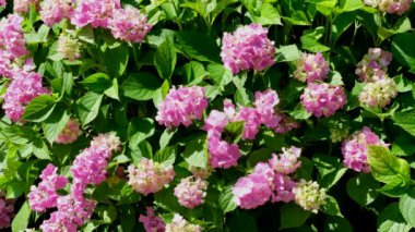 Doğal bitki ekran koruyucu video ortanca güneşli bir yaz gününde çiçek açıyor yüksek çözünürlüklü 4k statik kamera pozisyonu