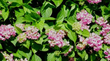 Doğal bitki ekran koruyucu video ortanca güneşli bir yaz gününde çiçek açıyor yüksek çözünürlüklü 4k statik kamera pozisyonu