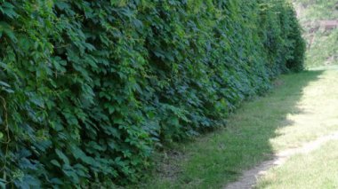Güneşli bir yaz günü yüksek çözünürlüklü 4k statik kamera konumunda doğal bitki koruyucu video yeşil bitki arka planı