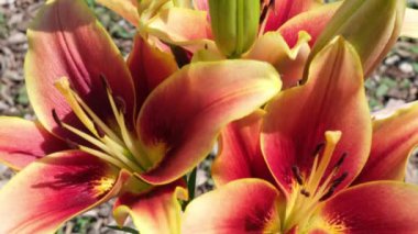 Güneşli bir yaz gününde çiçek açan doğal bitki ekran koruyucu video. Yüksek çözünürlüklü 4K sabit kamera pozisyonu.