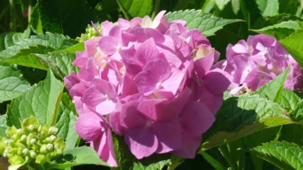 Plante Naturelle Économiseur Écran Vidéo Hortensia Floraison Sur Une Journée — Video
