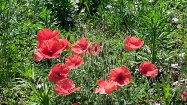 Természetes Növény Képernyővédő Videó Virágzó Mező Mák Egy Napos Nyári — Stock videók