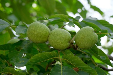 Yapraklar arasında bir dal üzerinde yeşil ceviz yumurtalığı yakın