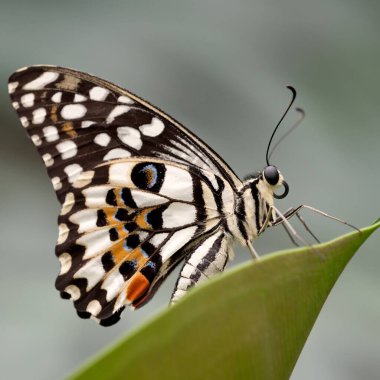 Yayılmış kanatları ile güzel kelebek yaz yakın çekim makro fotoğrafçılık yeşil bir yaprak üzerinde oturur