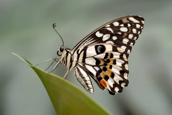 広がる翼を持つ美しい蝶は 夏のクローズアップマクロ撮影で緑の葉の上に座っています — ストック写真