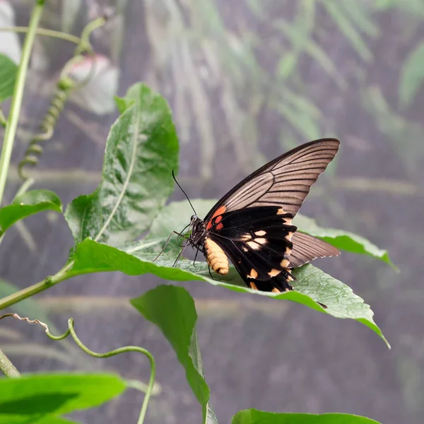 広がる翼を持つ美しい蝶は 夏のクローズアップマクロ撮影で緑の葉の上に座っています — ストック写真