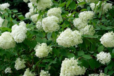 Parlak güneşli bir günde, yaz beyaz çiçekleri bahçesi